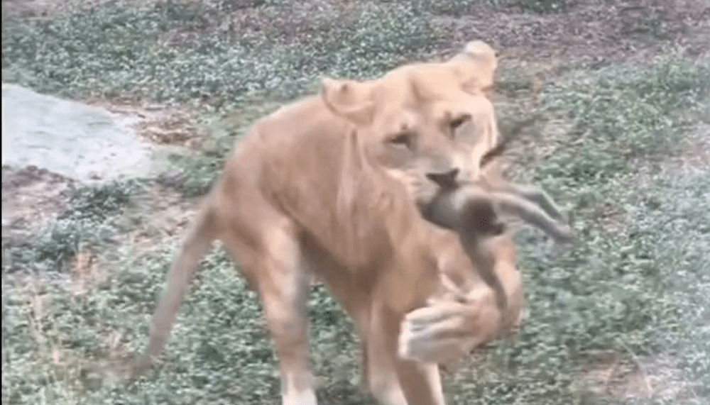 民眾拍下1隻小獼猴不小心掉動物區，立即被母獅撲上叼走。 社會事影音社群