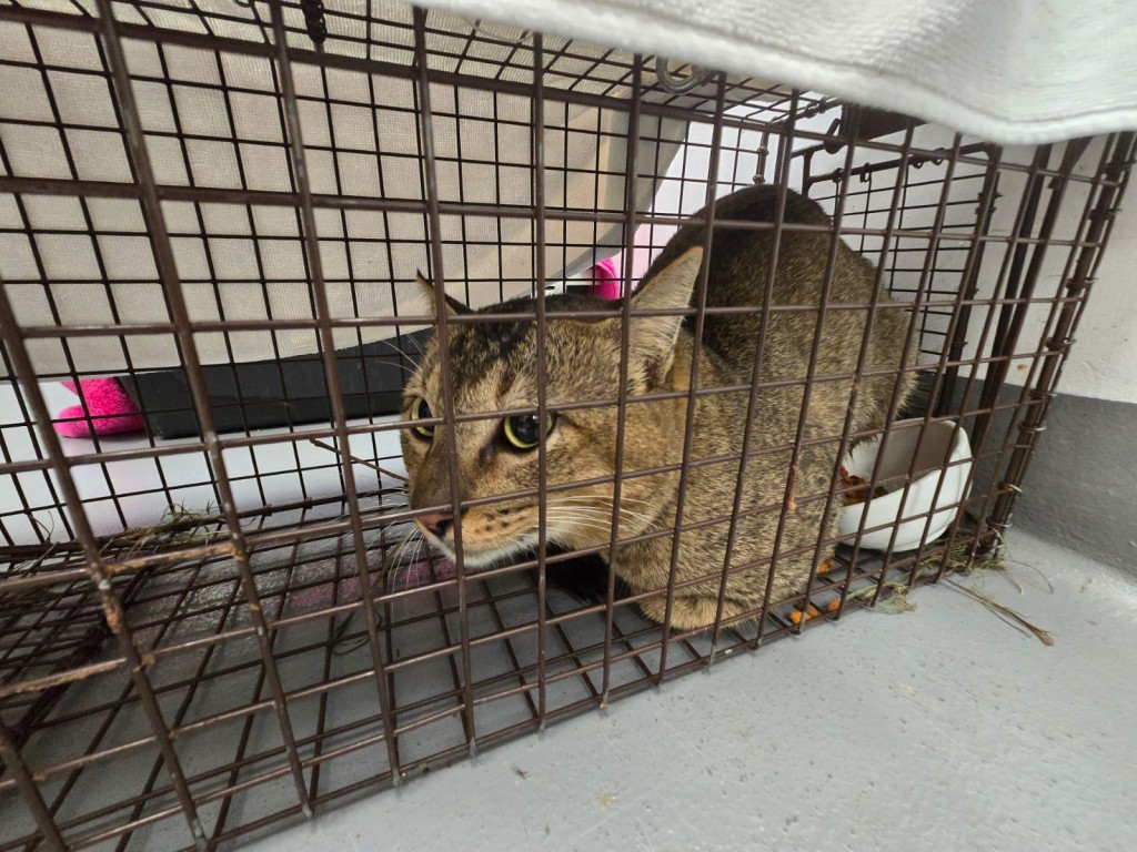 貓貓整體健康狀況正常，然而情緒較不穩定。愛協提供