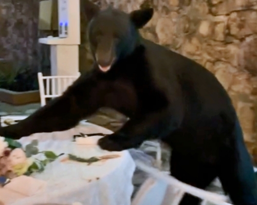 黑熊突闖入大鬧婚宴。網圖