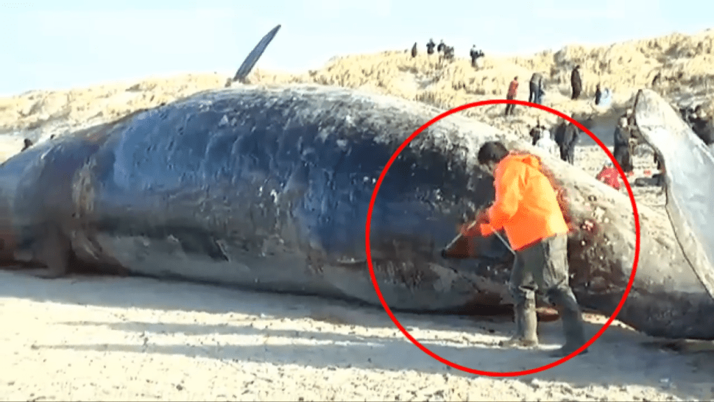 2014年丹麦有人在解剖一条鲸鱼尸身时触发「鲸爆」。