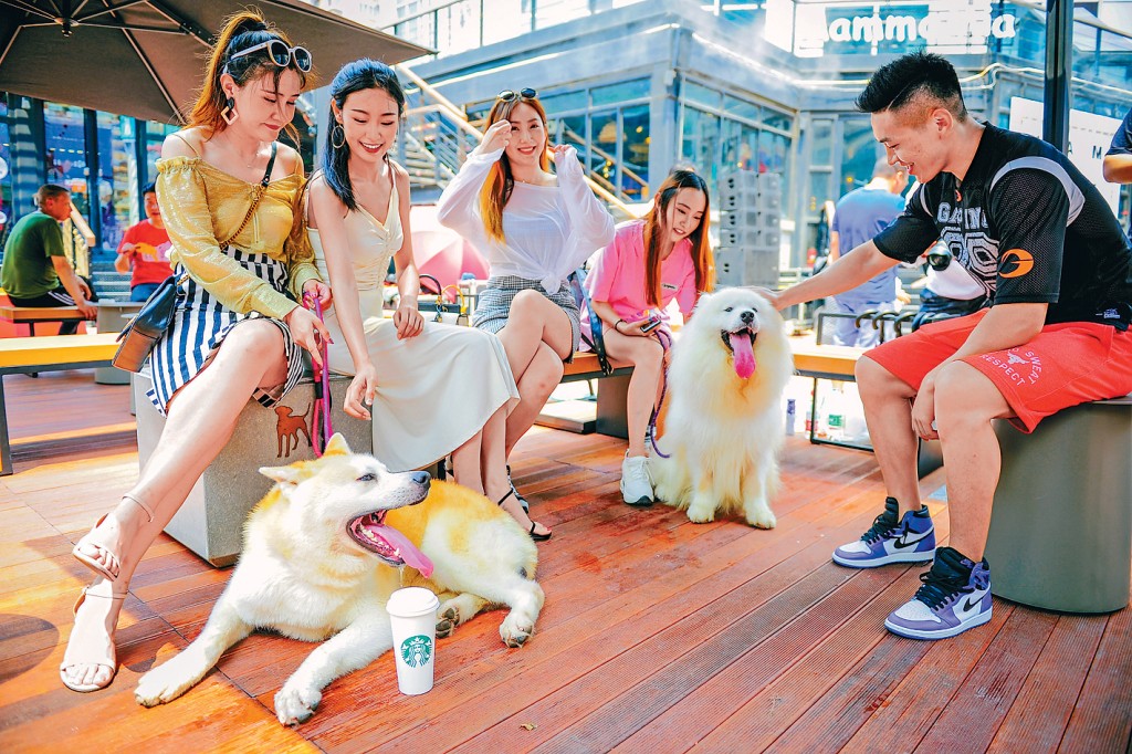 天津市大悅城的寵物友好街區，吸引市民帶寵物逛街。