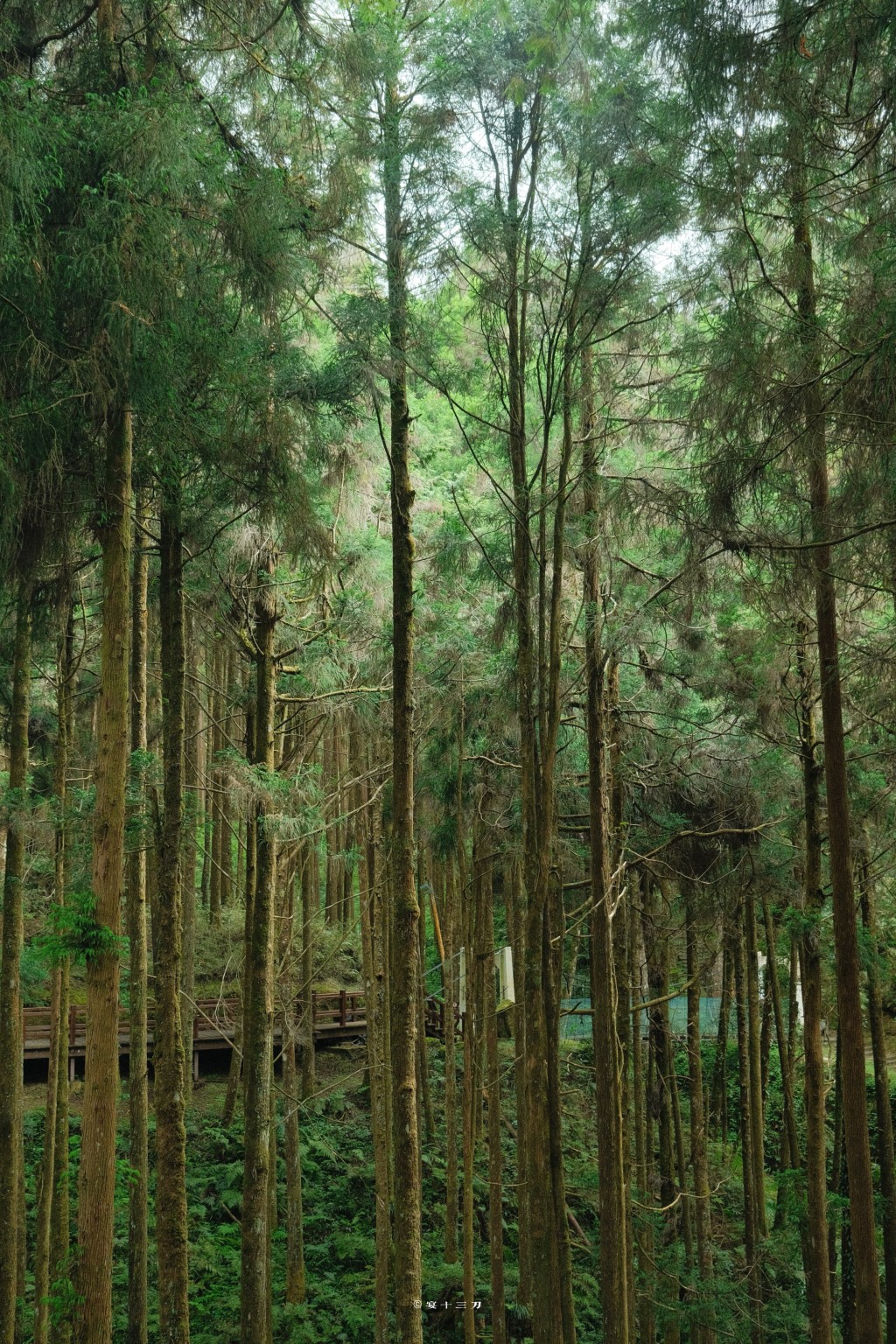 台灣阿里山深具神秘和自然氣息。（微博）