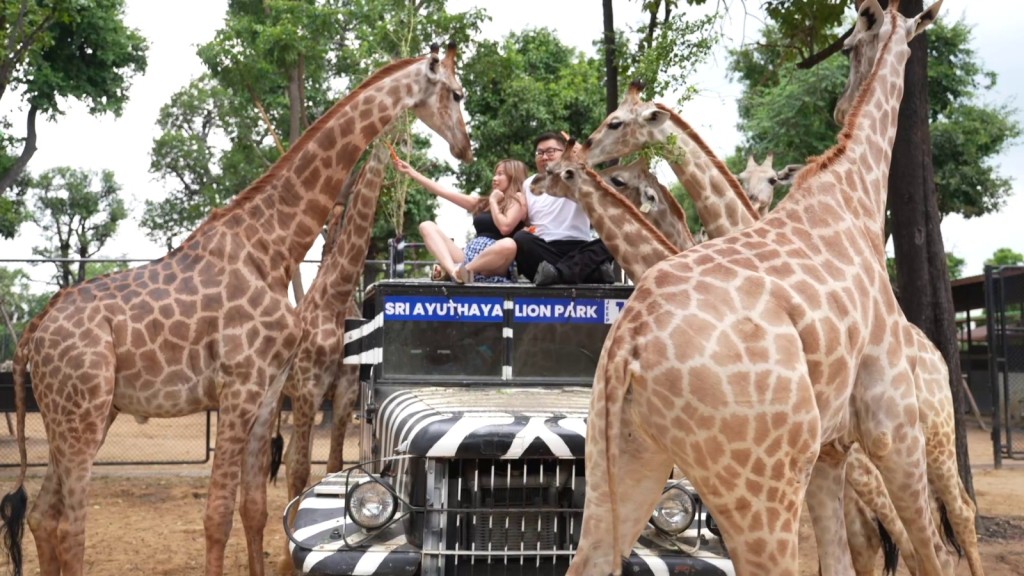 長頸鹿好喉擒! 長頸鹿好喉擒!