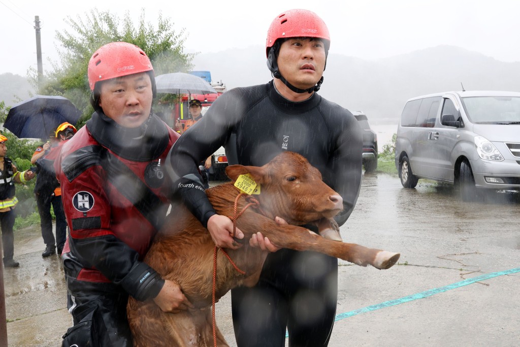 在大田廣域市西區龍村洞，消防員救出農舍的小牛。網上圖片