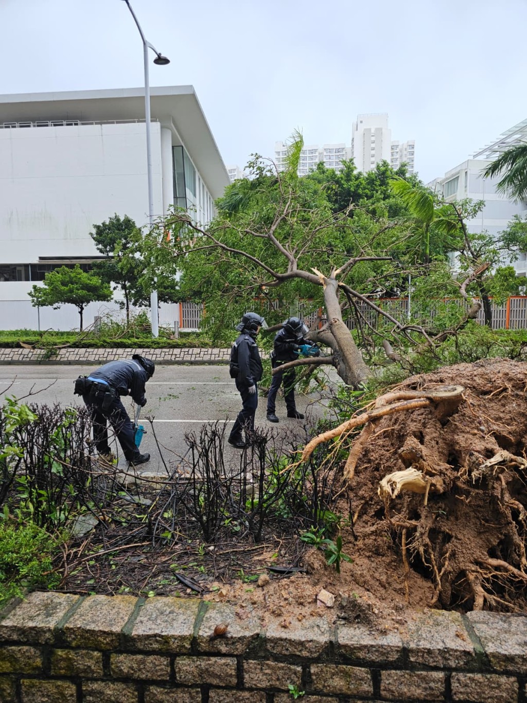警員協助清理塌樹。