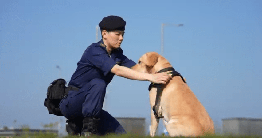 海關搜查犬領犬員。香港海關fb擷圖