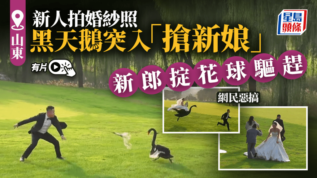 山東新人拍婚紗照 黑天鵝突入「搶新娘」｜有片