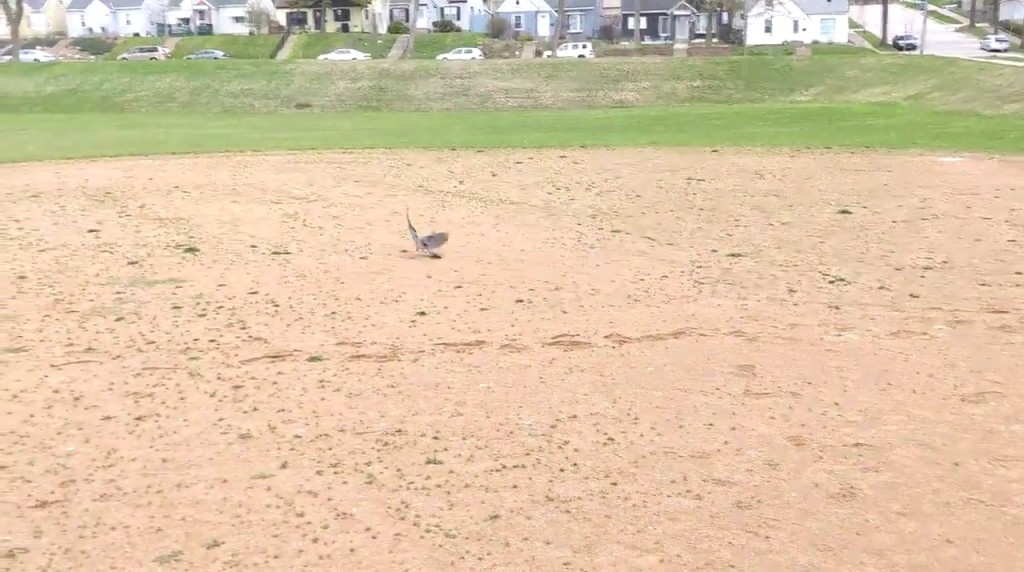 John Hayden twitter影片截图