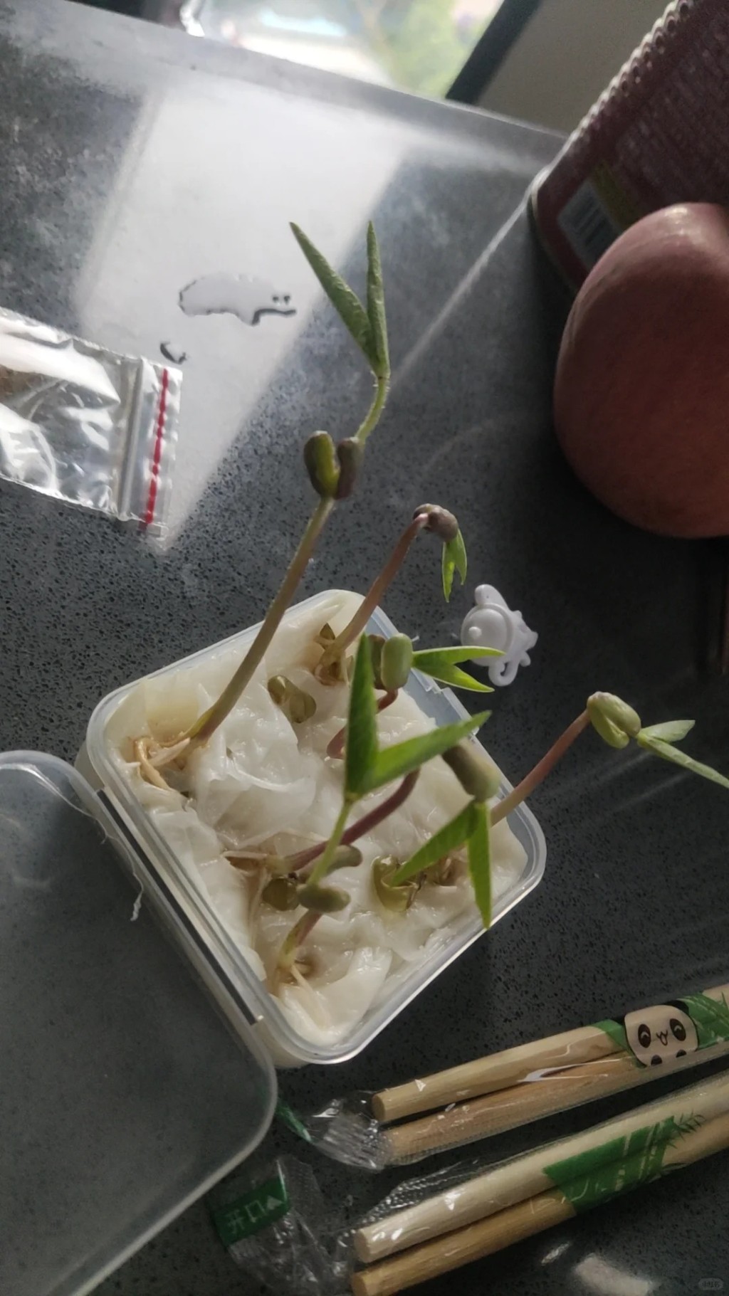 國慶長假中,許多家庭也要帶著綠豆芽出遊,讓孩子完成觀察日記功課。小紅書@夔王狐拾 國慶長假中,許多家庭也要帶著綠豆芽出遊,讓孩子完成觀察日記功課。小紅書@夔王狐拾