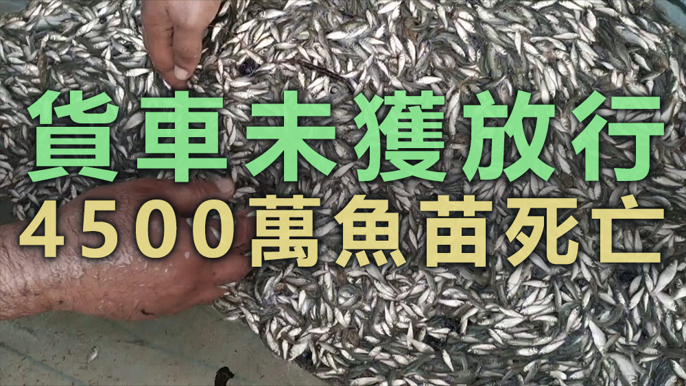 貨車內4500萬條魚苗死亡。資料圖片