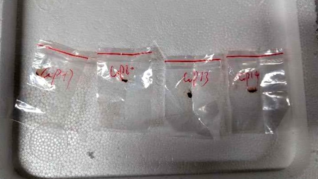美國檢方指「禾穀鐮刀菌」可成為農業恐怖武器。美國司法部 美國檢方指「禾穀鐮刀菌」可成為農業恐怖武器。美國司法部