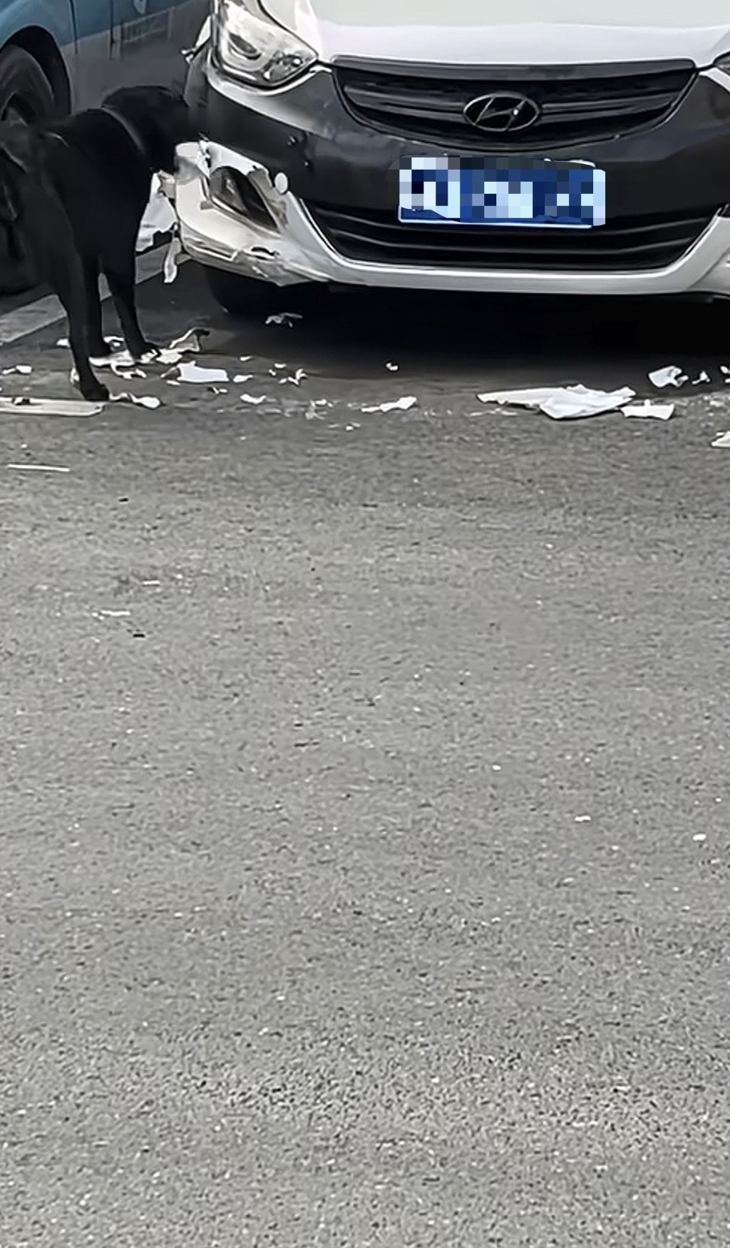 湖南私家車遭狗啃咬維修需千元。抖音@月月月來月乖