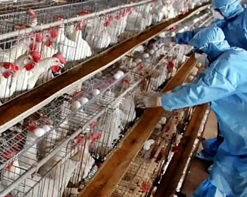 印度禽流感導致當地大量鳥類死亡。AP資料圖片