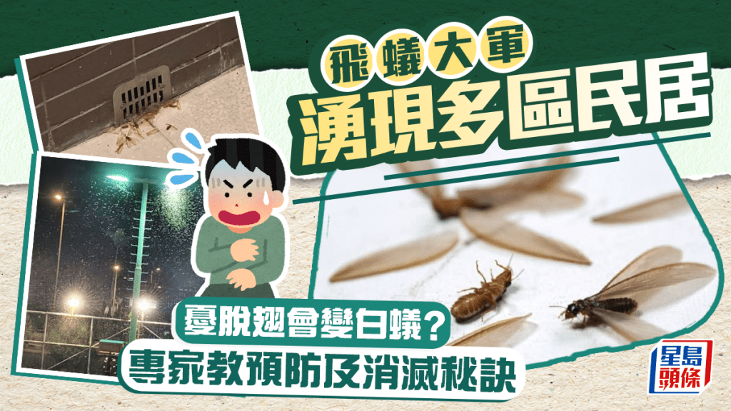 飛蟻大軍湧現多區民居 憂脫翅會變白蟻？專家教預防及消滅秘訣