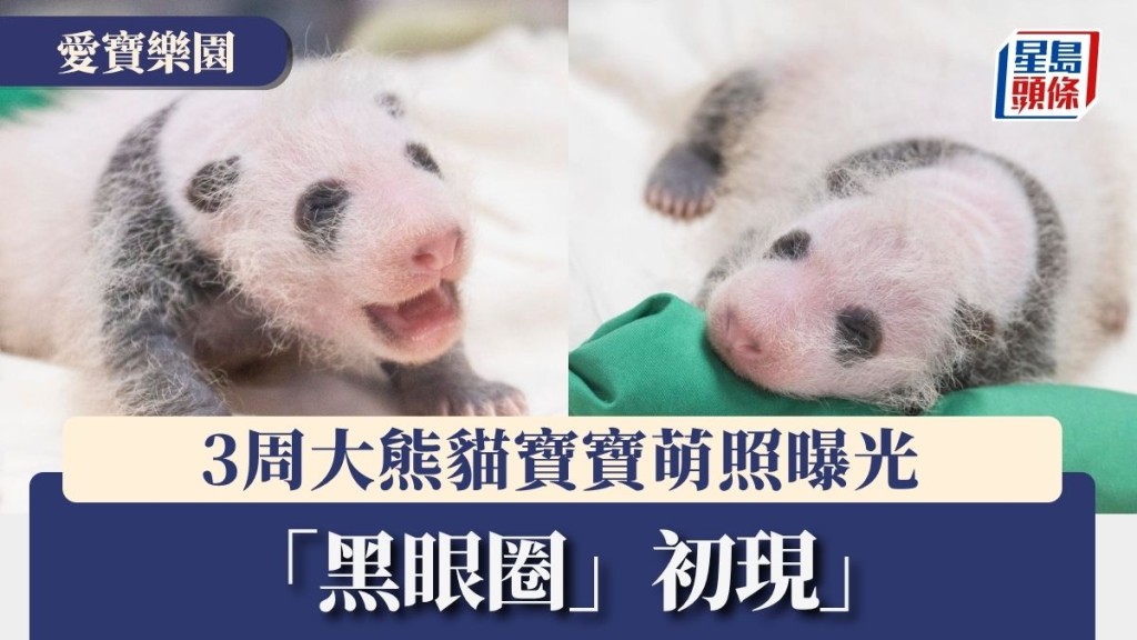 愛寶樂園｜3周大熊貓寶寶萌照曝光 「黑眼圈」初現