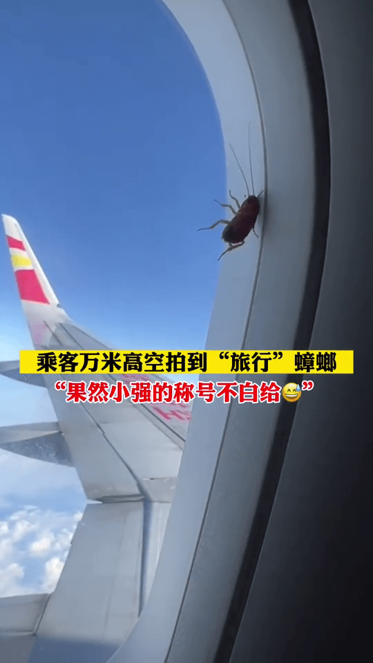一名女子乘坐飞机时在窗外发现一只大蟑螂的故事，在网络上引起了广泛关注。