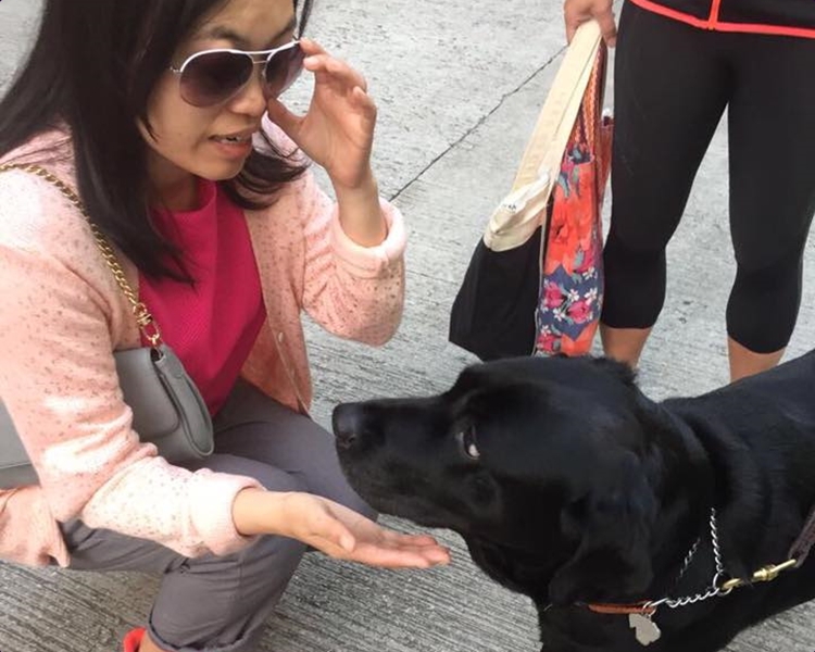 導盲犬有導盲犬牌六年。專頁GuideDog Nana圖片