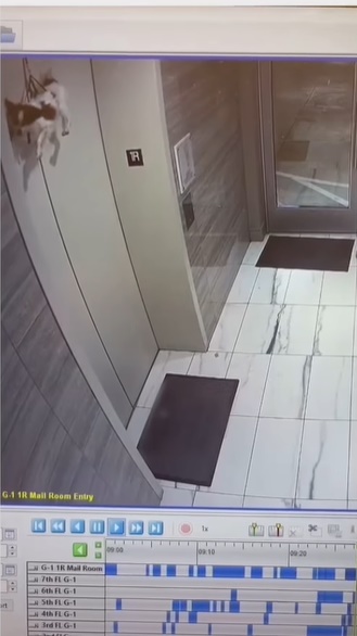 狗狗一脸茫然被挂于升降机门上。网上截图