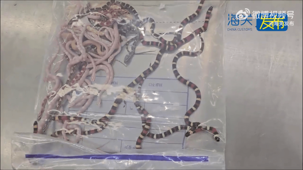 海關關員截查獲的活體蛇，包括外來物種。 海關發布