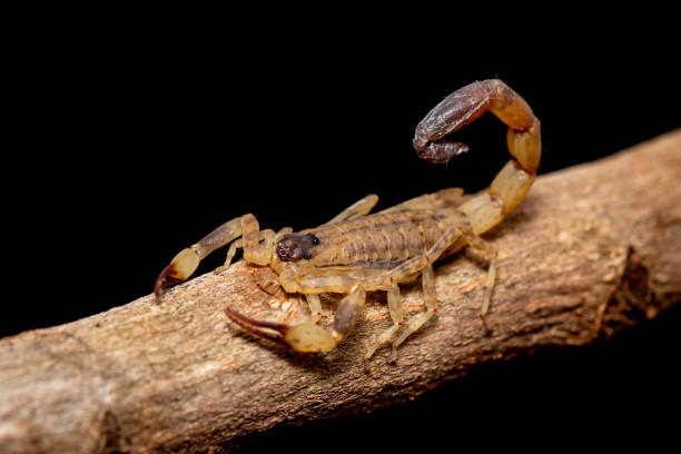 亚利桑那树皮蝎。istock