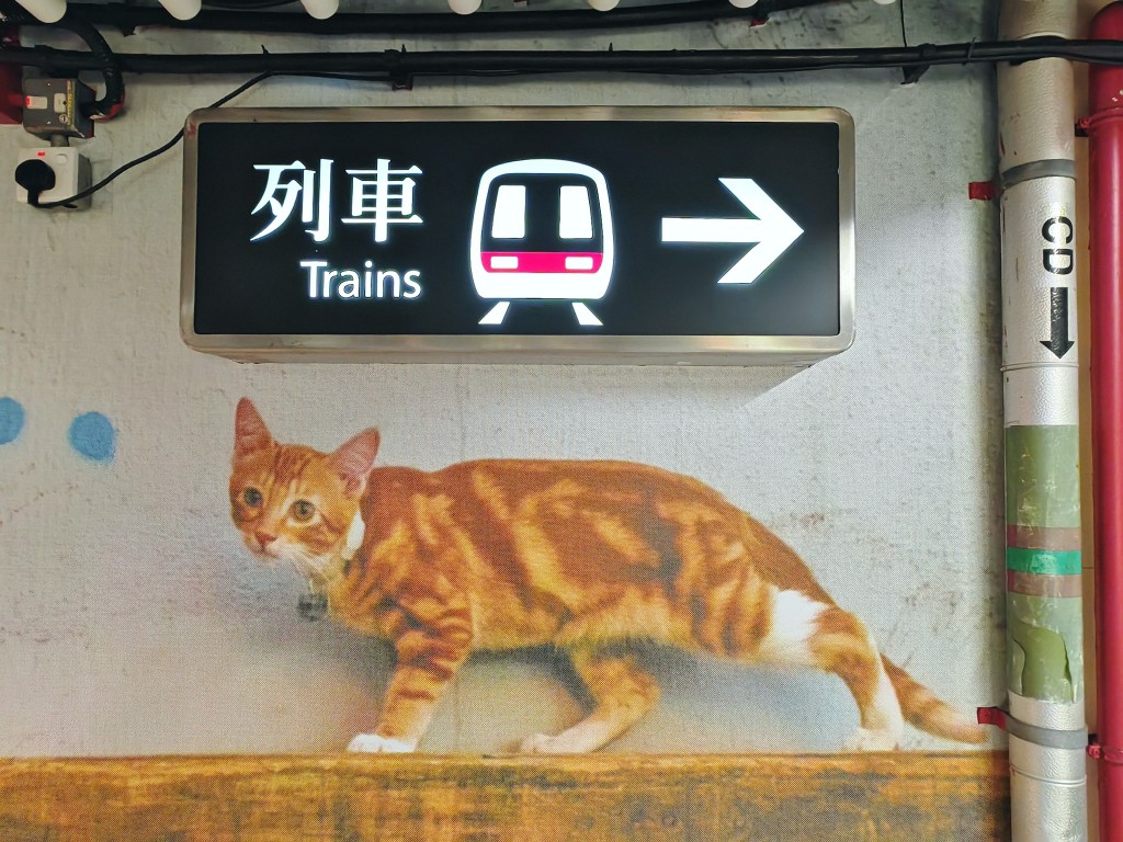 貓店長的身影遍布整 個「同萌社區」攝影展的 4大主題萌區之中。（圖片來源：受訪者提供）