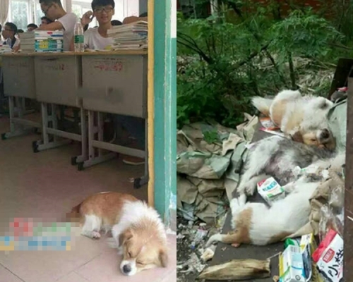 「學霸狗」連同三隻血肉模糊的流浪狗棄在垃圾堆中。