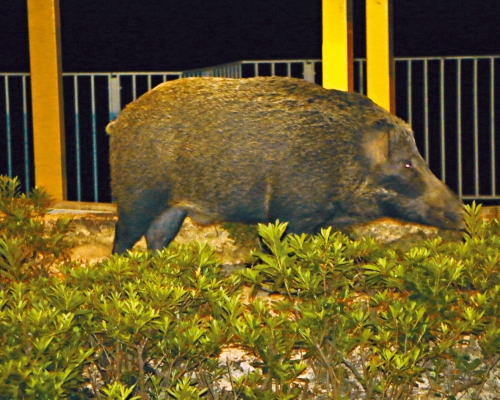 ■身形龐大的雌性野豬在香港仔踱步。
