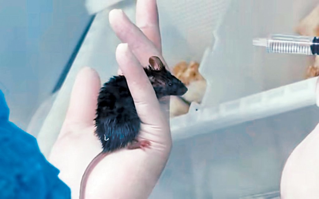 太空小鼠着陸後，科研人員對其展開研究。