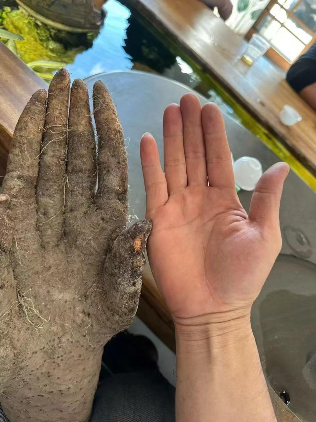 广东揭阳有人挖出外形酷似人类手掌的淮山，成为当地热话。抖音