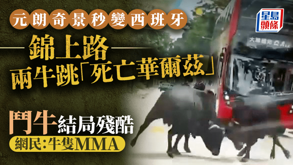元朗奇景秒变西班牙 锦上路两牛跳「死亡华尔兹」 斗牛结局残酷 网民：牛只MMA｜Juicy叮