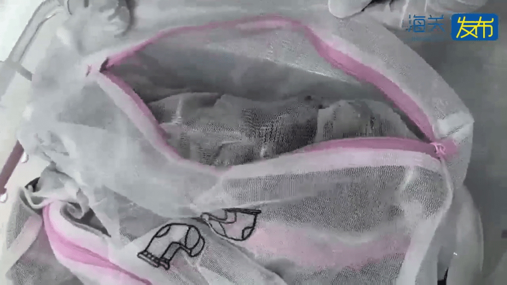 男子拱北口岸过关神色异常遭截查，关员检出50只活体蜥蜴。 