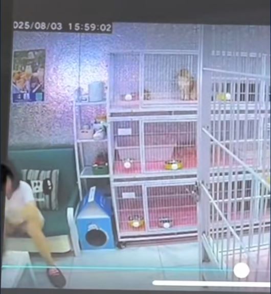 涉事女子聲稱心情不好才虐貓。抖音