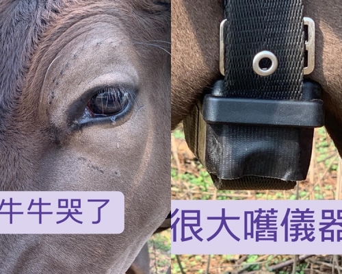 牛隻被戴上GPS頸帶。西貢十四鄉村牛關注組FB圖片