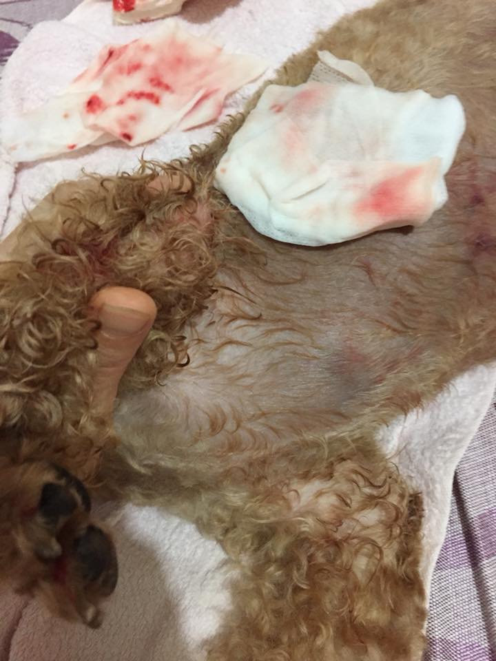 貴婦狗長宏邨兩遭惡犬咬。小白與小黑救救山上狗群圖片