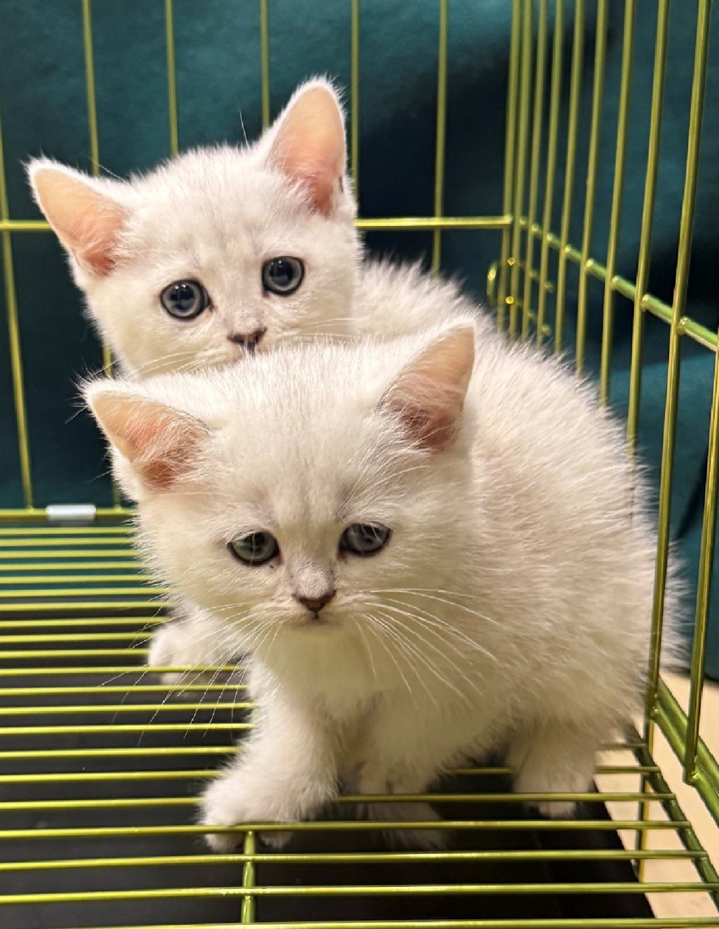 3隻貓共約值7.5萬元。海關圖片 3隻貓共約值7.5萬元。海關圖片