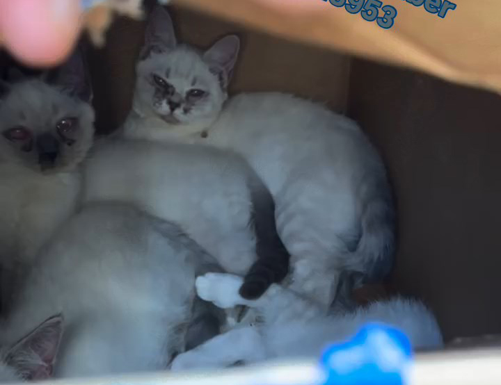 5隻貓B被人放在一個密封紙箱內。「貓の地帶動物慈善」提供相片 5隻貓B被人放在一個密封紙箱內。「貓の地帶動物慈善」提供相片