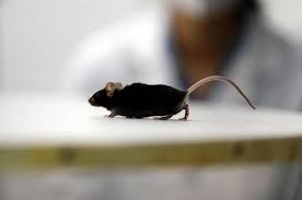 研究員已在老鼠身上試藥。路透社