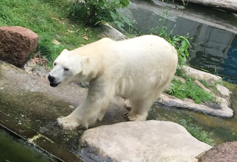 動物園陷入財困。網上圖片