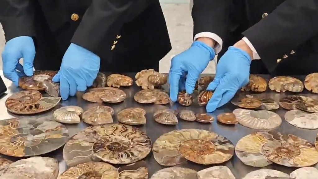 外籍客在西九龙站由内地出境时被发现企图走私古董钱币及古生物化石。海关发布