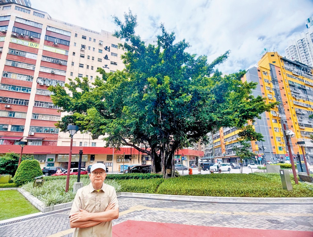 退休樹藝師袁達成關注朱紅毛斑蛾對榕樹的災害，過去7年與義工自發巡視。