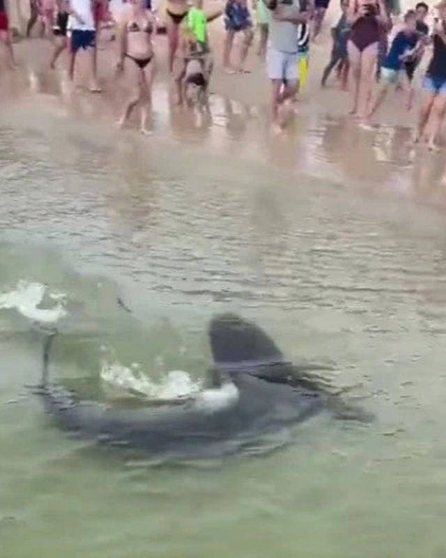 鯊魚靠近海岸時，大批泳客被嚇得逃回岸上。網圖