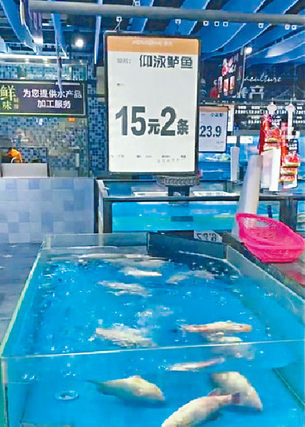 ■仰泳鱸魚標為十五元兩條。