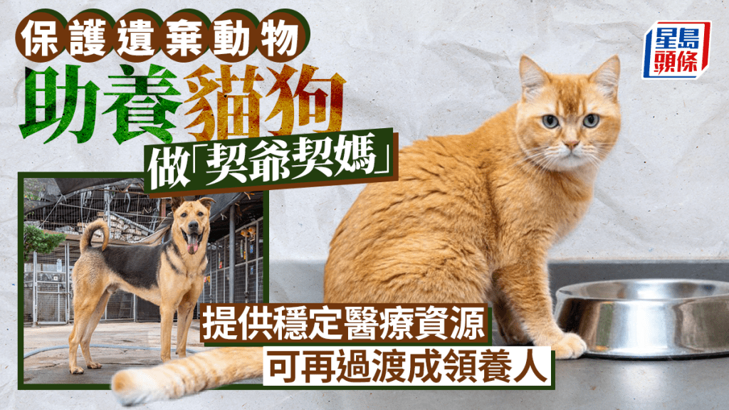 每日杂志｜保护遗弃动物 助养猫狗做「契爷契妈」  提供稳定医疗资源 可再过渡成领养人