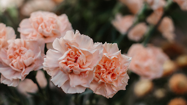 康乃馨象徵母愛是母親節的熱門花。unsplash圖片