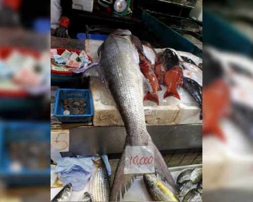香港街市魚類海鮮研究社FB