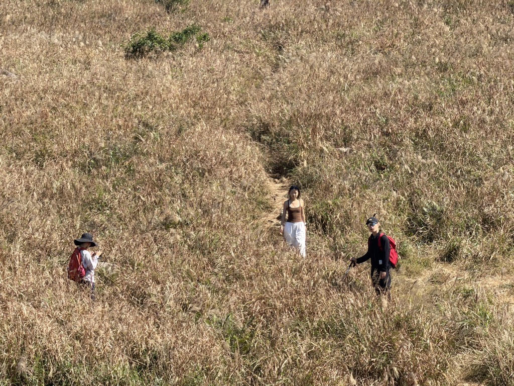 入秋後的大東山芒草慢慢染成金黃色,出現芒草海的景象。 入秋後的大東山芒草慢慢染成金黃色,出現芒草海的景象。