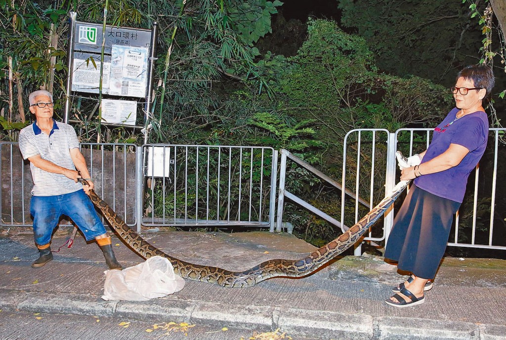 「蛇王球」夫妇合力擒拿四米长大蟒蛇。