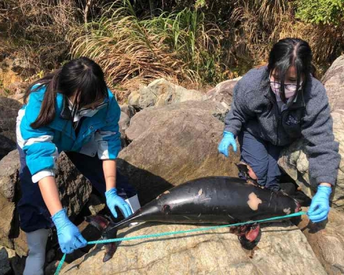 該條年幼江豚屍體屬嚴重腐爛左邊有明顯傷痕。圖:香港海洋公園保育基金