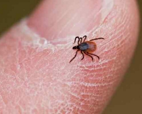 日婦遭流浪貓咬傷後染「蜱蟲病」亡,個案罕見。網圖