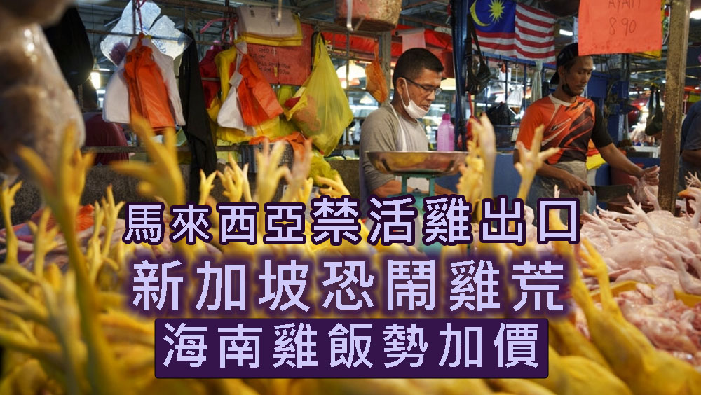 馬來西亞防雞荒禁活雞出口,新加坡首當其衝。AP